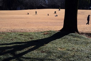 公園の木の影