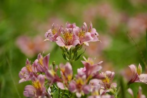 アルストロメリア