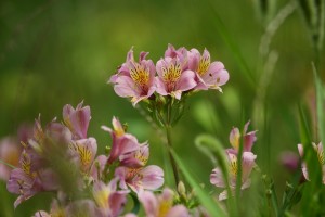 アルストロメリア