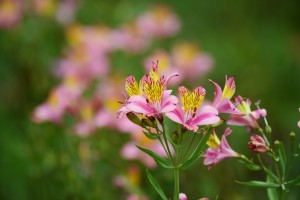 アルストロメリア