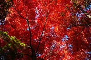 紅葉
