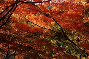 紅葉