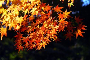 紅葉