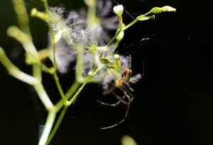 蜘蛛と綿毛