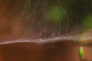 蜘蛛の巣と雫