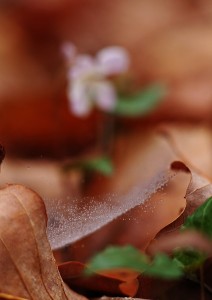 蜘蛛の巣と雫