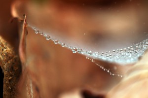 蜘蛛の巣と雫