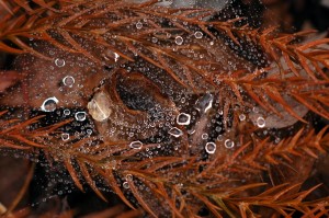 蜘蛛の巣と雫