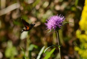 クロホウジャク