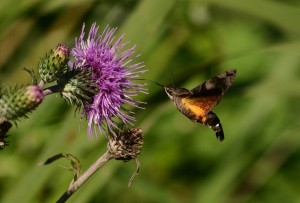 クロホウジャク