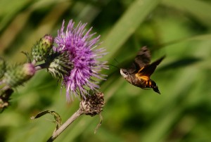 クロホウジャク