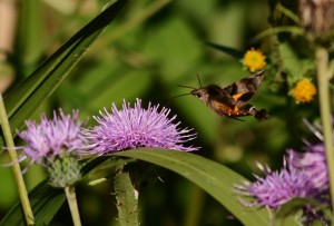 クロホウジャク
