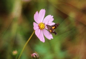 クロホウジャク？