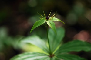 クルマバツクバネソウ0955