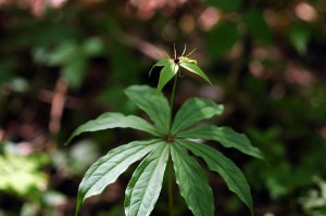 クルマバツクバネソウ0957
