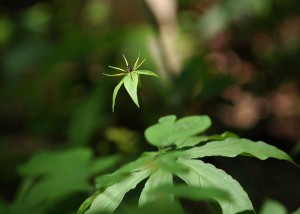 クルマバツクバネソウ0961