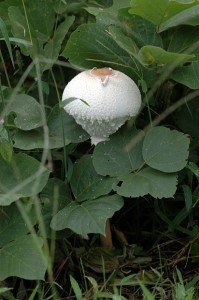 マントカラカサタケ