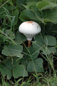 マントカラカサタケ