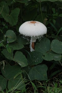 マントカラカサタケ