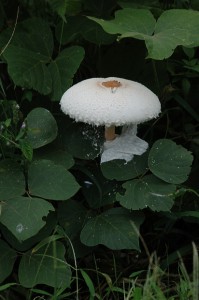 マントカラカサタケ