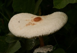 マントカラカサタケ