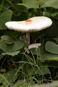 マントカラカサタケ