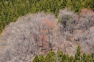 山の赤い芽吹き