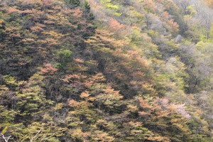 山の赤い芽吹き