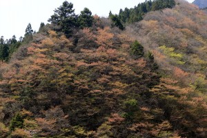 山の赤い芽吹き