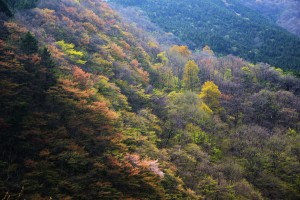 山の赤い芽吹き