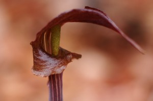 ミミガタテンナンショウ