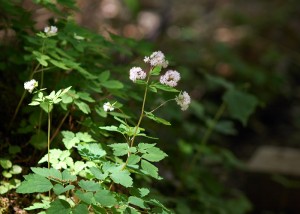 ミヤマカラマツ0968