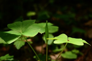 ミヤマカタバミ