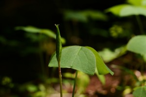 ミヤマカタバミ