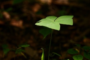 ミヤマカタバミ