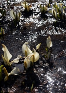 ミズバショウ