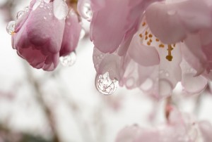 桜と雫