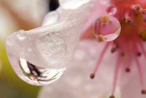 桜と雫