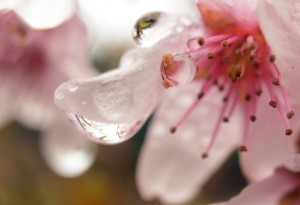 桜と雫