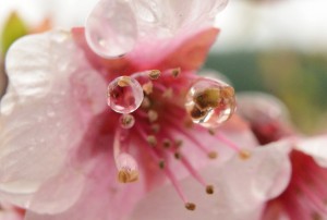 桜と雫