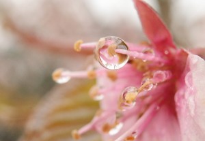 桜と雫