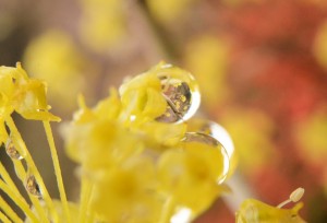 サンシュユと雫