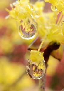 サンシュユと雫