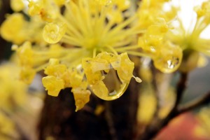 サンシュユと雫