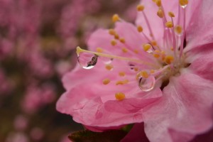花桃に雫