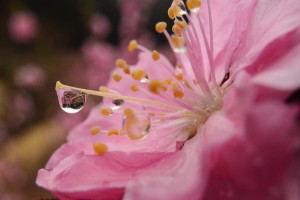 花桃に雫