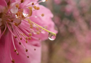 花桃に雫