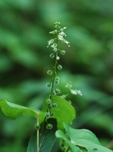 ミズタマソウ2175