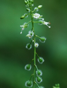 ミズタマソウ2176