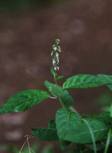 ミズタマソウ2181